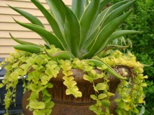 How To Grow Your Own Cactus How To Grow Your Own Cactus