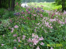 How To Create an English Cottage Garden How To Create an English Cottage Garden