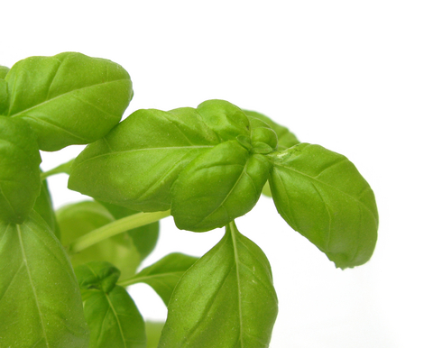Herb Garden - Basil