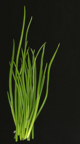 Herb Garden - Chives