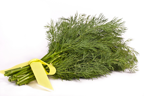 Herb Garden - Dill