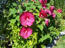 Hibiscus Hibiscus