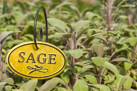 Herb Garden - Sage
