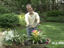 Video - May Annuals Video - May Annuals