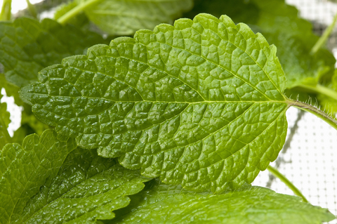 Herb Garden - Lemon Balm