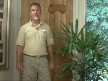 Video - July Houseplants Video - July Houseplants