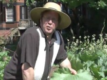 Video - Vegetable Garden Pt1 Video - Vegetable Garden Pt1