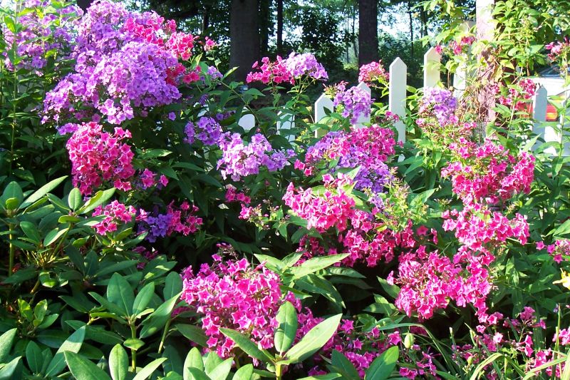 White Picket Fence Defines the Cottage Garden