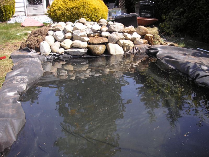 Add Rocks to Your Pond Add Rocks to Your Pond