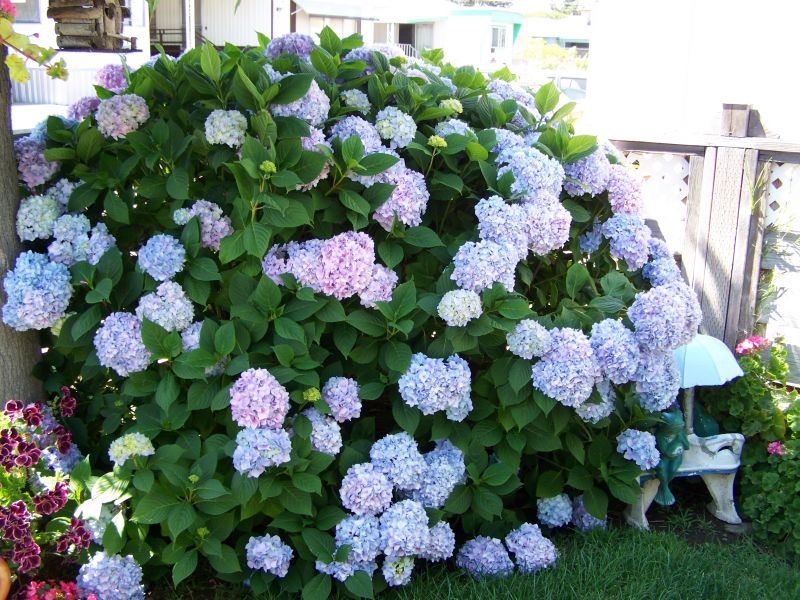 Hydrangeas in your garden