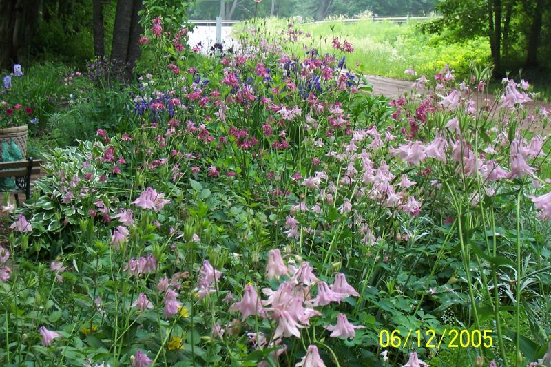 Tips for designing an english cottage garden