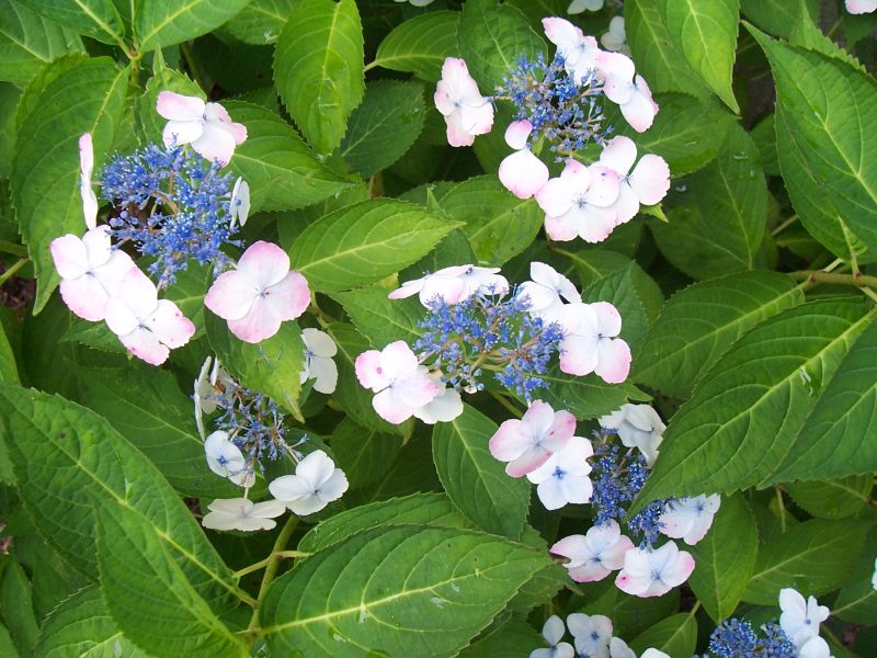 Lacecap hydrangeas in your garden