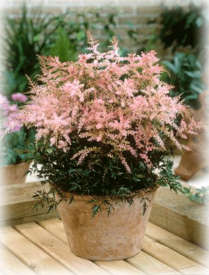 Astilbe Sprite Potted Plant