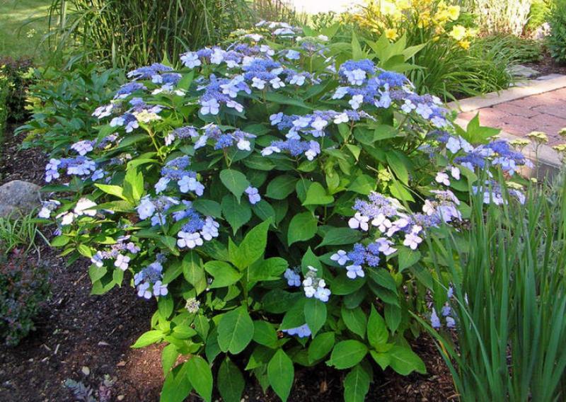 Blue Lacecap Hydrangea