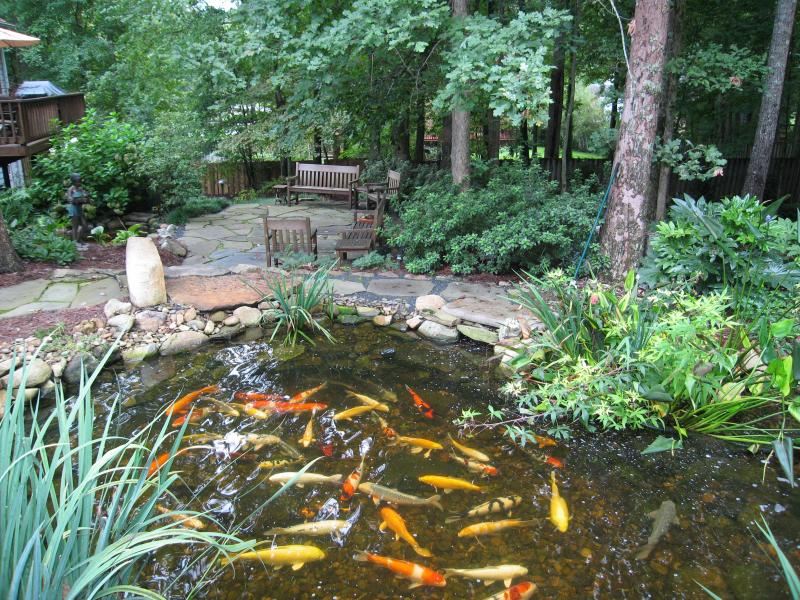 Add Plans and Koi to Your Pond Add Plans and Koi to Your Pond