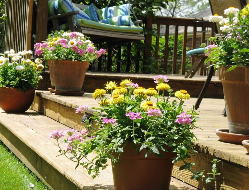 Potted Plants on Deck Steps