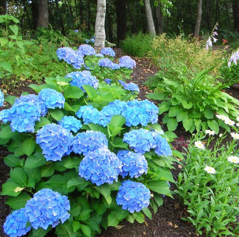 French Hydrangeas in your garden