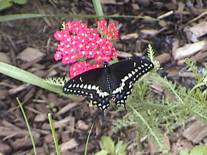 Gardens Attract Butterflys Gardens Attract Butterflys