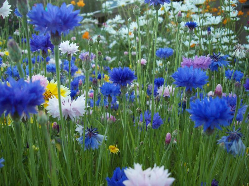 Cornflowers in a cutting garden