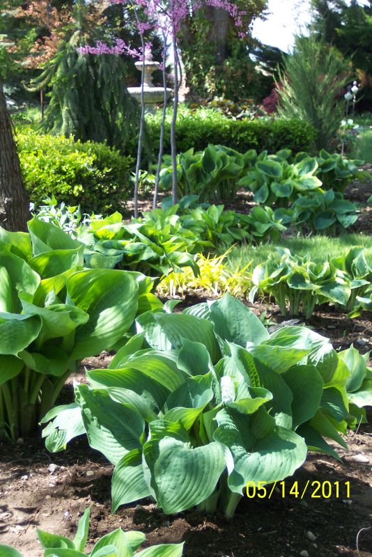 Perennial Strolling Garden