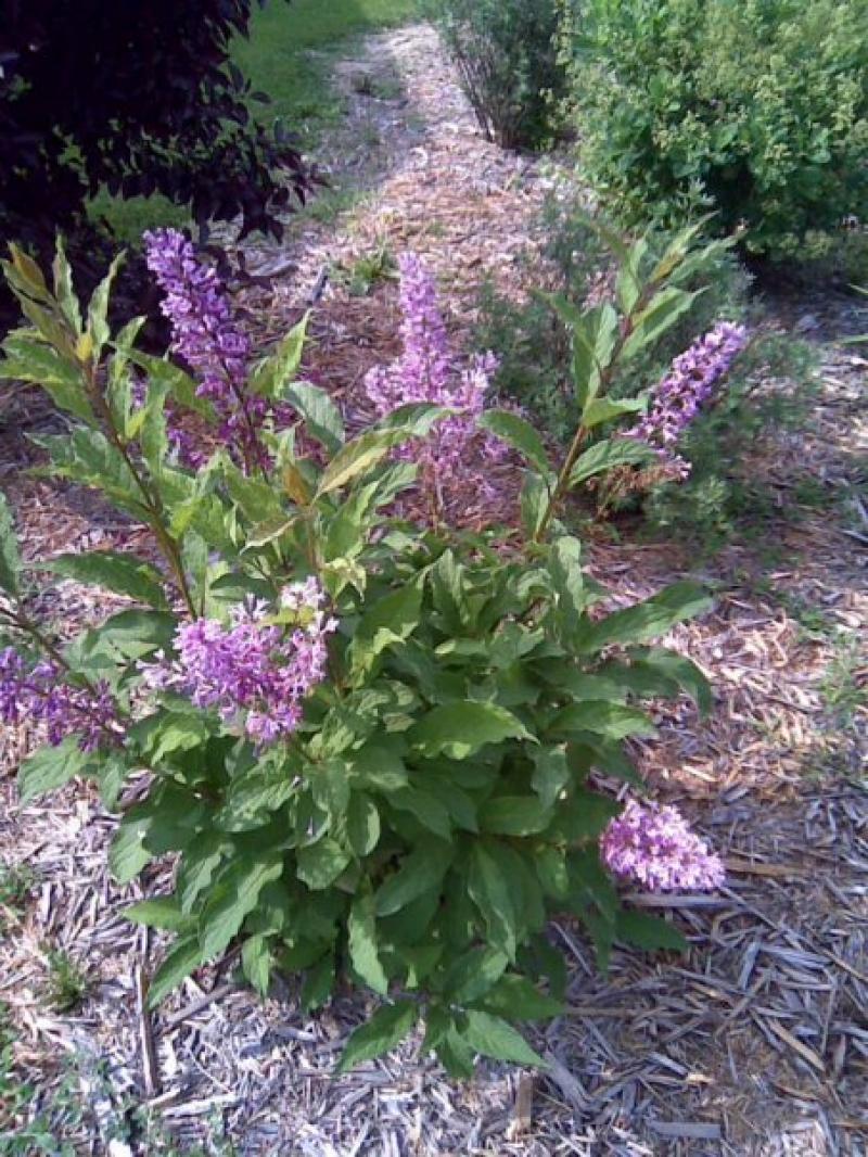 Displaying 20&gt; Images For - Dwarf Lilac Tree