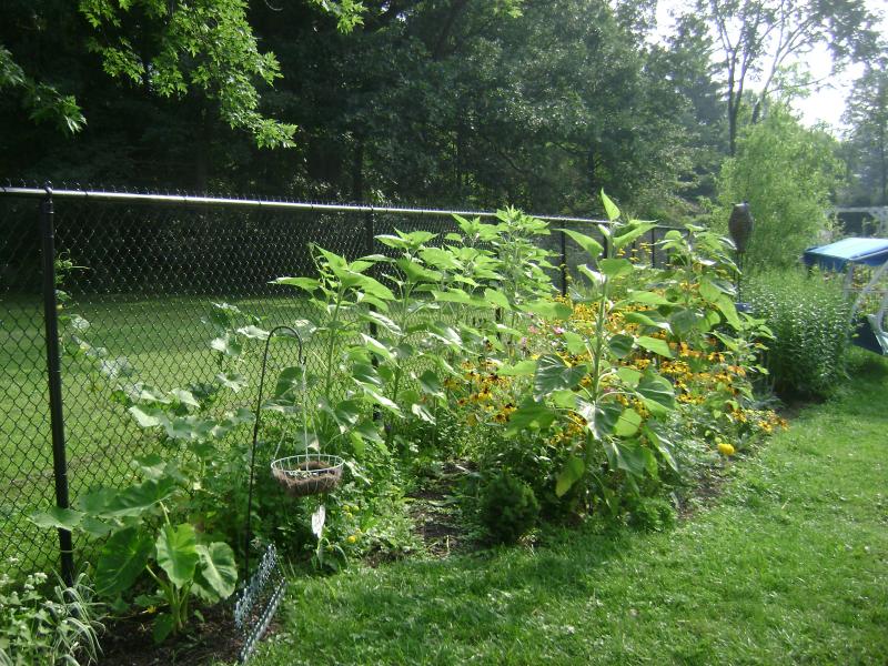 See Through Chain Link Fence