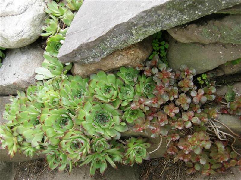 Grow Your Own Cactus Grow Your Own Cactus