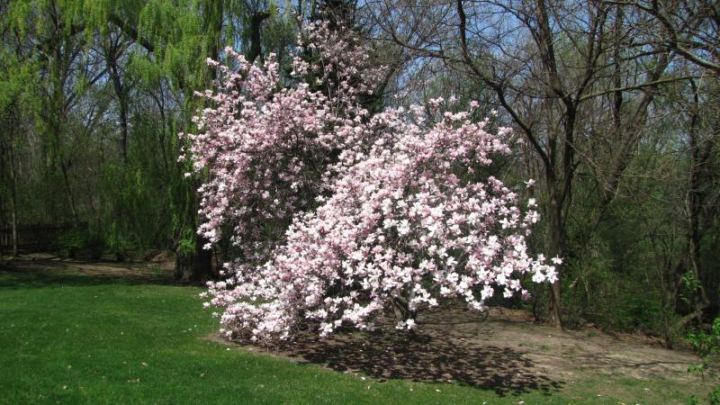 Landscape Trees tha bloom provide tremendous color