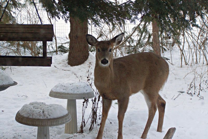 Winter Berries Attract Deer