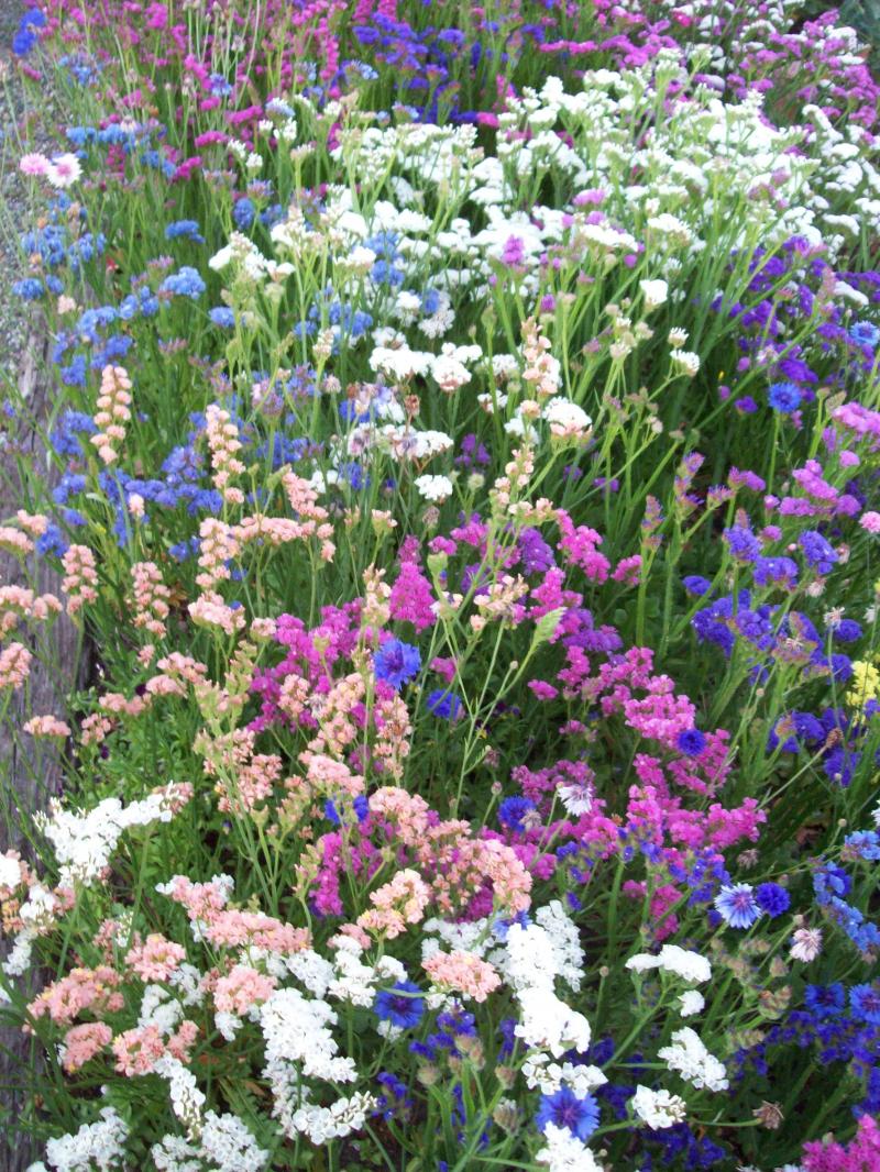 Everlasting Flowers in a Cutting Garden