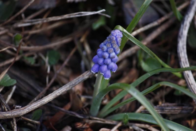 Grape hyacinth