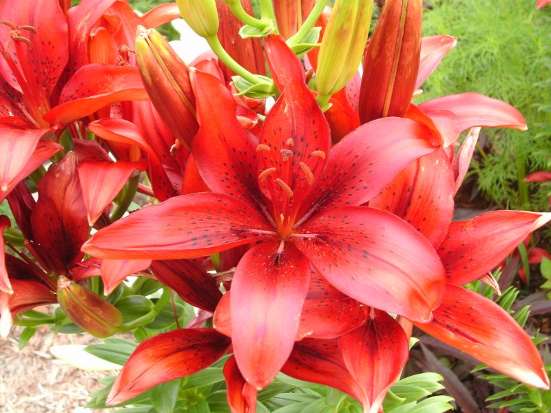Red Lily Red Lily