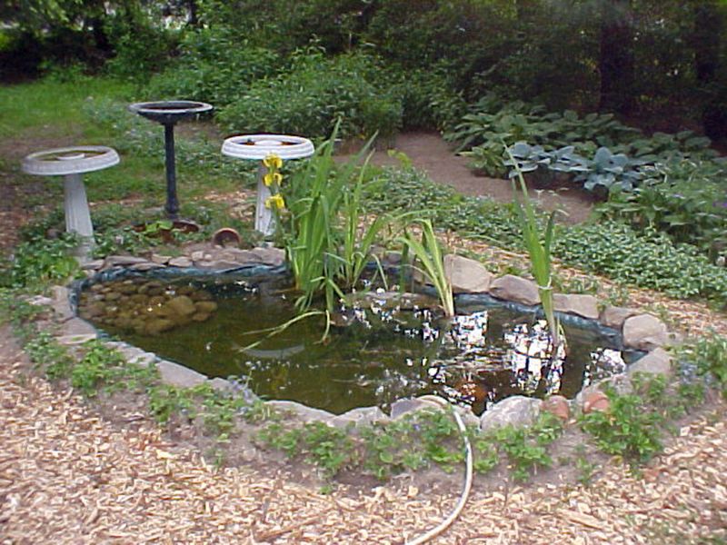 Birbaths and small ponds are geat for birds