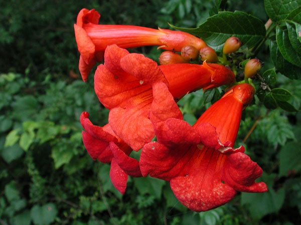 Sweet Smelling Vines Sweet Smelling Vines