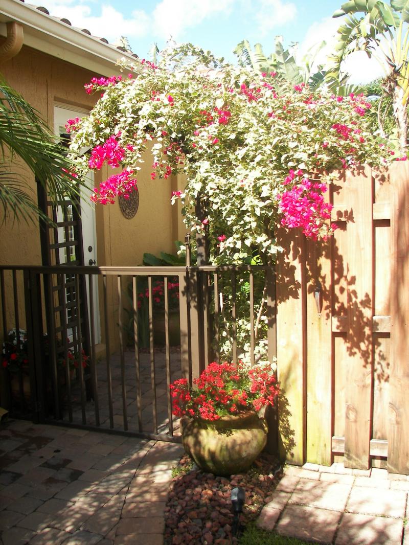 Bougainvillea Adds color to a fence