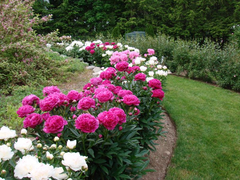 Compost Gardening