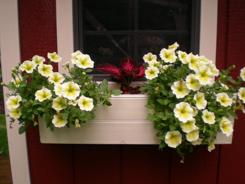 Window Boxes Add Beauty to Your Home