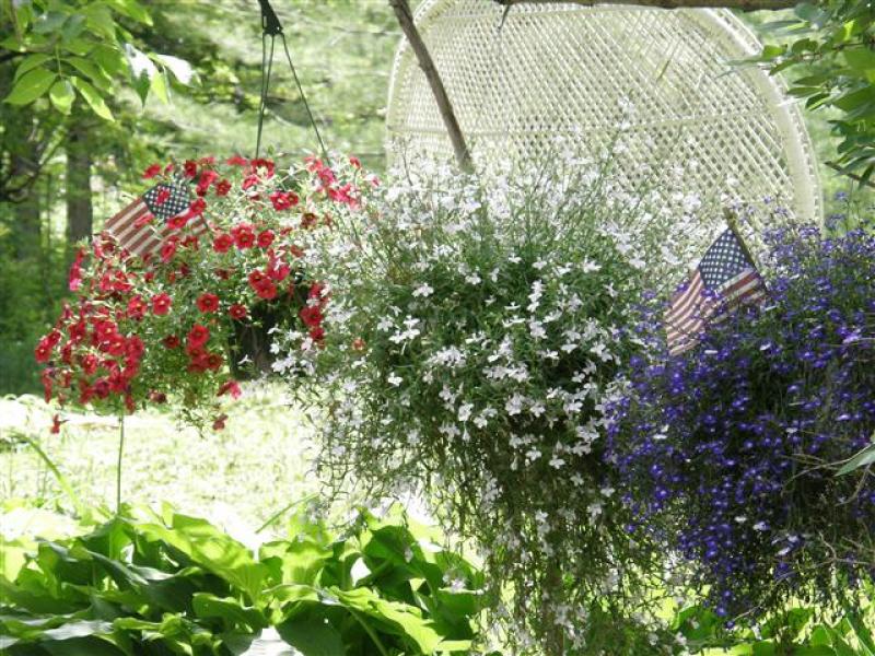 Annuals in Hanging Pots Annuals in Hanging Pots