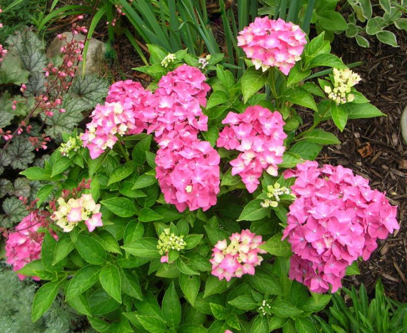 Macrophylla hydrangeas in your garden