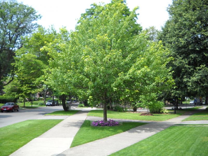 Landscaping Ideas > Landscape Design > Pictures: Our House On The ...