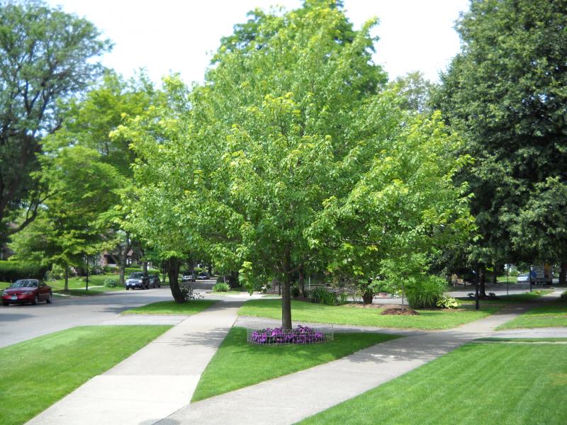 Tree Transplant in Front Yard