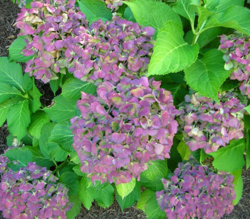 Dried Hydrangea arrangements