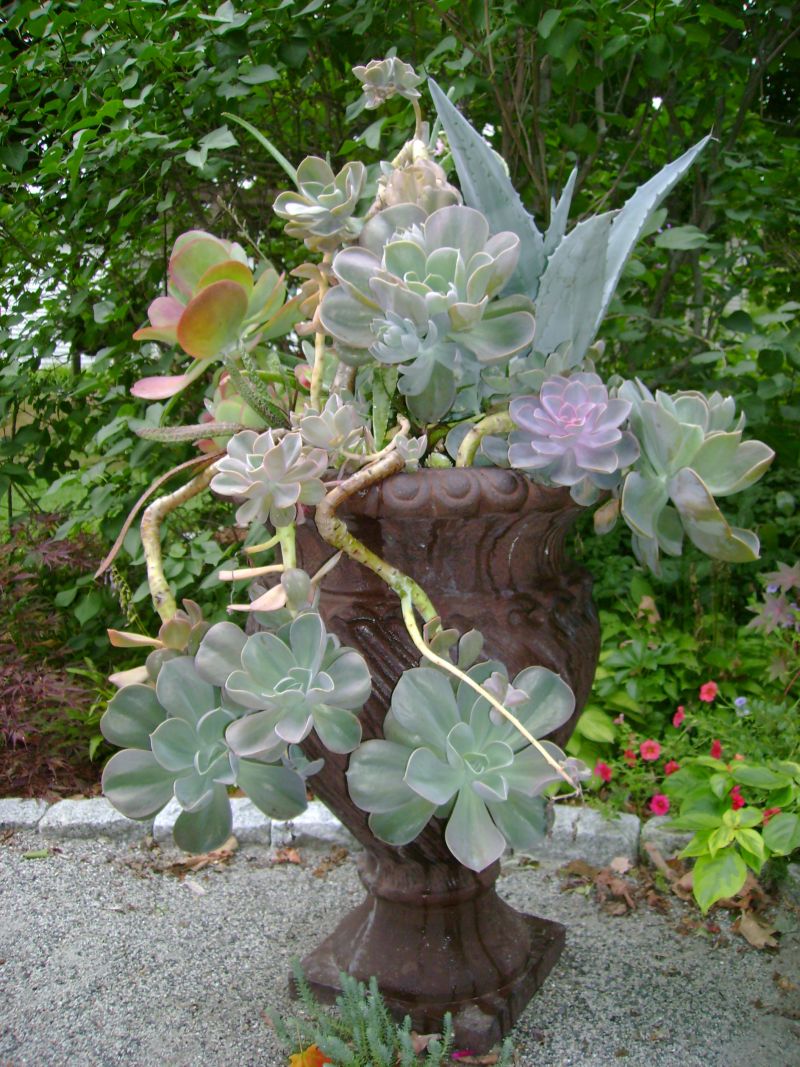 Growing Your Own Cacti Growing Your Own Cacti