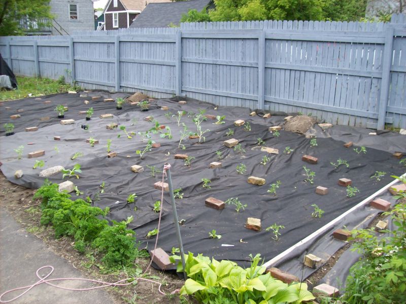 Tomatoes like warm soil