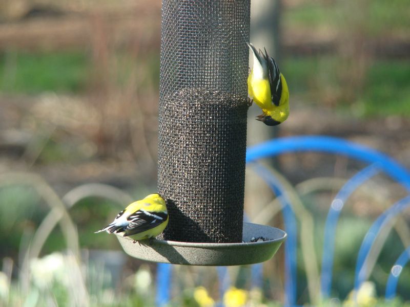 Goldfinch enjoy their treat.
