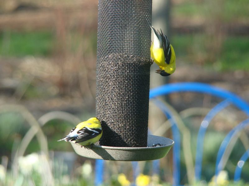 Goldfinch enjoy their treat.