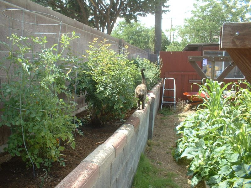 Space Out Tomato Plants