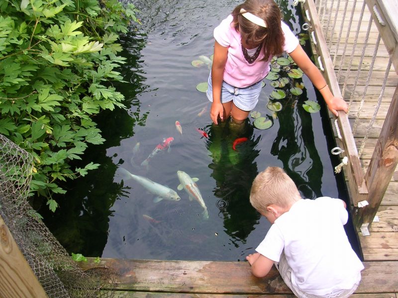 Small koi ponds are fun for kids