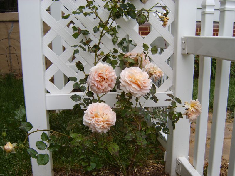 Tips for growing old roses