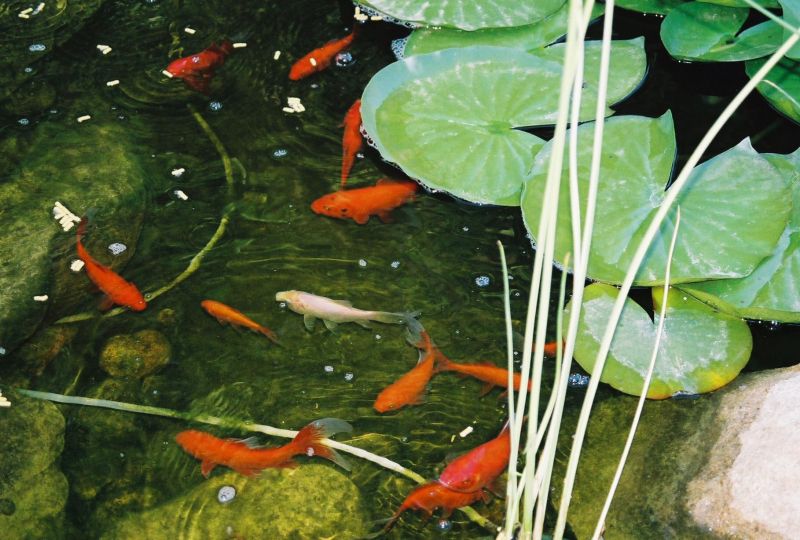 Koi And Goldfish Pond Tips Yard Ideas Blog YardSharecom Koi And Goldfish Pond Tips Yard Ideas Blog YardSharecom